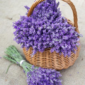 Lavender 3