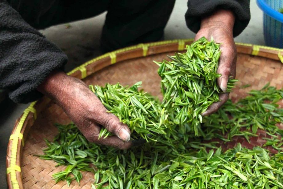 Organic Traditional Teas 16