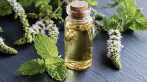 Peppermint Leaf Oil Extract 1