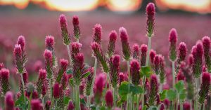 Red Clover 3