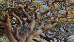frankincense tree