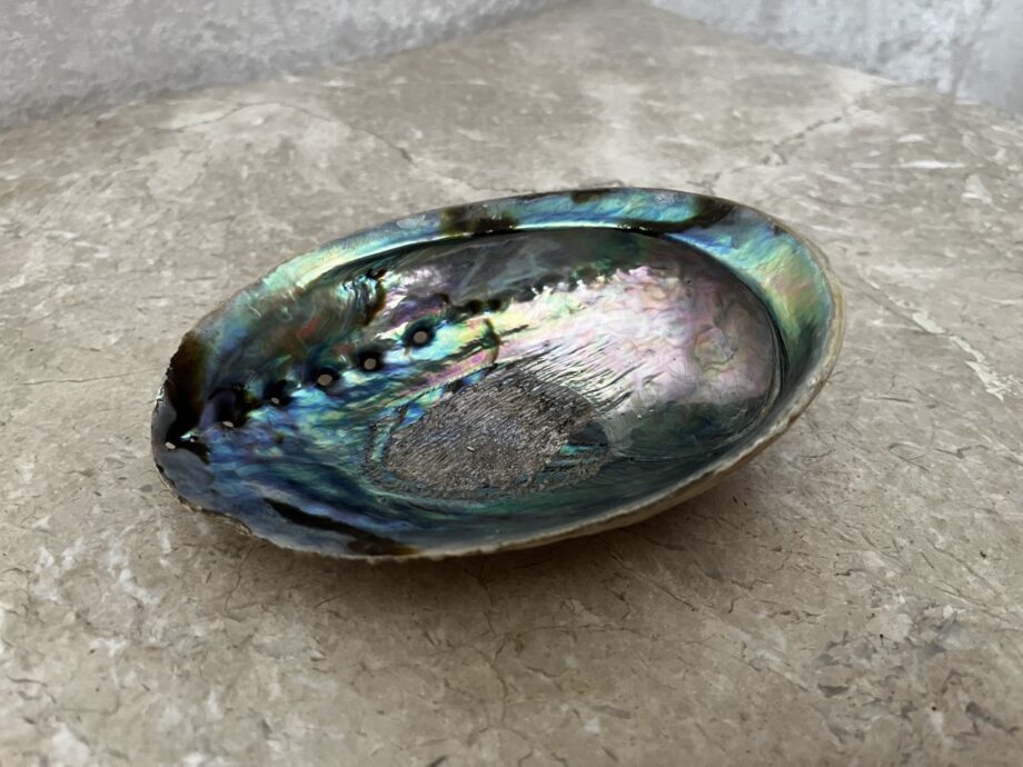Abalone Shell 2